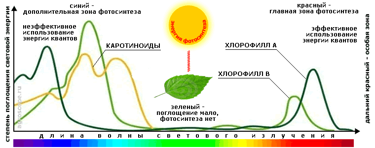 спектр фотосинтеза